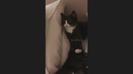 Six Week Old Kitten Pass Out