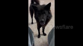 China: The Burping Dog
