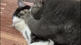 Pet cat gives its friend an intimate face massage