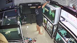 Fish leaps from tank as owner rips off shirt to rescue pet