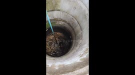 Stray dog stuck at the bottom of well rescued in Thailand