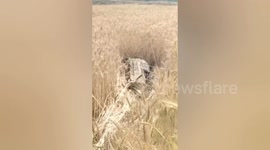 Huge crocodile lurking in crops gives Indian farmers a fright