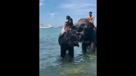 Woman kissed by elephant in Phuket, Thailand