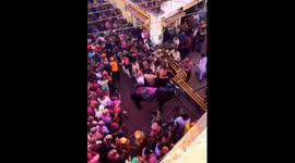 Bull moves through crowd during Holi festival in Barsana