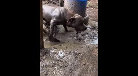 Dog's playful mud bath and river jump captured in Rio de Janeiro, Brazil