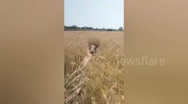 Farmers use tractor to catch crocodile in wheat field in India