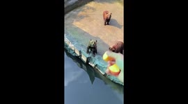 Talented bears perform tricks for food in zoo in China