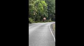 Wild elephant throws tantrum by tossing vine violently on road