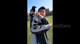 Wild magpie becomes campus star as it joins in students' 100-metre race in China
