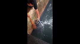 Kitten drowning in drain rescued with a dustpan and broom