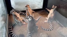 Four lemurs point at each other like classic Spider-Man meme