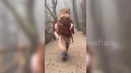 Owner carries her HUGE pooch down mountain after it refuses to walk