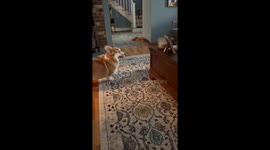 Corgi Pup Annoys His Mom Until She Plays With Him