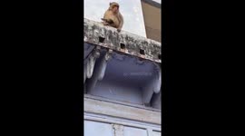 Monkey returns phone after it was thrown a juice cartoon
