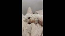Cute doggy on a bed enjoying his life.