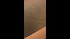 Kitten Claims the High Ground