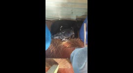 Unique friendship between pigeon and cat went viral with over 25 million views