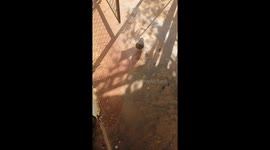 Está istoria entre truco truco y chimuela cautiva la audiencia del mundo con su gran amor vale la pena verlo
