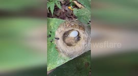 Panama: Hummingbird Chick’s Clever Caterpillar Trick to Fool Predators