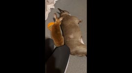 Bunny Bonks French Bulldog