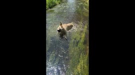 When Your Golden Forgets the Stick He Was Playing With