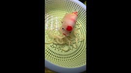 Noodle time: A goldfish in China enjoys a hearty meal
