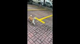 China's 'sliding dog': A Shiba Inu's playful street performance