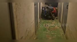 Pet greyhound rescued from filthy store room in Spain