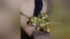 The Food Safety Department raided a factory in Mohali. Momos and spring rolls are made dogs body