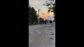 Pet dogs join elephants for a morning walk through village