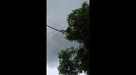 Monkey kidnaps kitten and carries it across rooftops in Malaysia