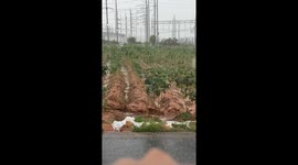 Locals save 12 puppies from flooded ditch during rainstorm