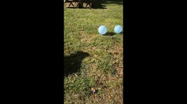 Adorable pitbull celebrates birthday by playuflly popping balloons
