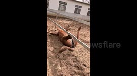 Horse caught napping with all four legs in the air