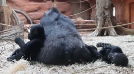 Playful gorilla sisters tease their grandmother by climbing on her