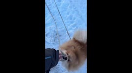 Dogs appear to pull child on sled in Chelyabinsk, Russia