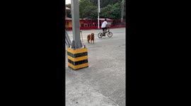 Loyal pet dog walks slowly alongside frail owner with walking stick
