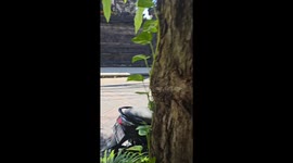 Aussie backpacker lasts for three seconds before crashing his rented moped