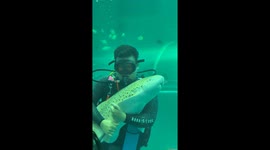 Divers hug baby shark like a cuddly pet cat