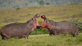 Safari goer captures EPIC battle between 2 huge male hippos in Kenya