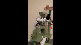 Cat Exhausted By Playful Kittens