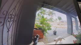 Salty Cat Bumps Over Owl Statue