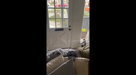 Cat Eager To Get Mail