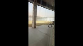 Poodle Struggles To Poop On Windy Day