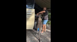 Kangaroo Tries To Steal Camper's Breakfast