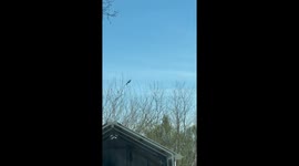Thin Branch Bends Under Squirrel's Weight