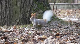 Squirrel With A White Tail In A Polish Urban Park
