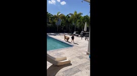 Golden Retriever Plays With Toddler