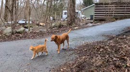 Orange Animals Transfering the Braincell