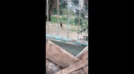 Kitten Searches For Milk From Rooster